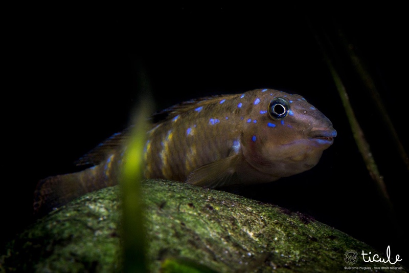 Spathodus cf. erythrodon 'Kekese'